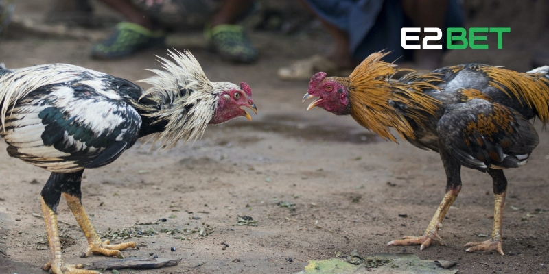 Đá gà C3 – Giải đấu hấp dẫn và chuyên nghiệp
