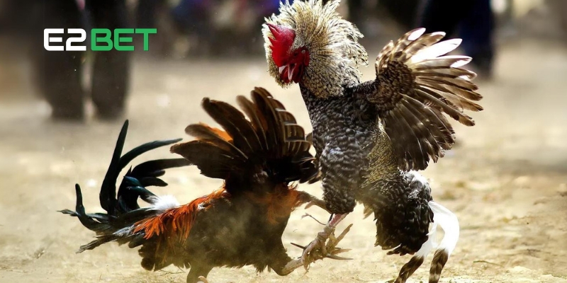 Các hình thức gà đá trực tiếp phổ biến tại E2BET hiện nay