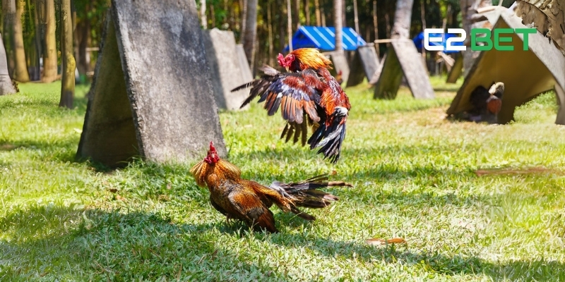 Màu Mạng Gà Đá – Bí Kíp Lựa Chọn Gà Theo Ngũ Hành Và Phong Thủy Trên E2BET 4 Điểm qua những màu mạng gà chọi nổi bật nhất